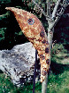 vergrern